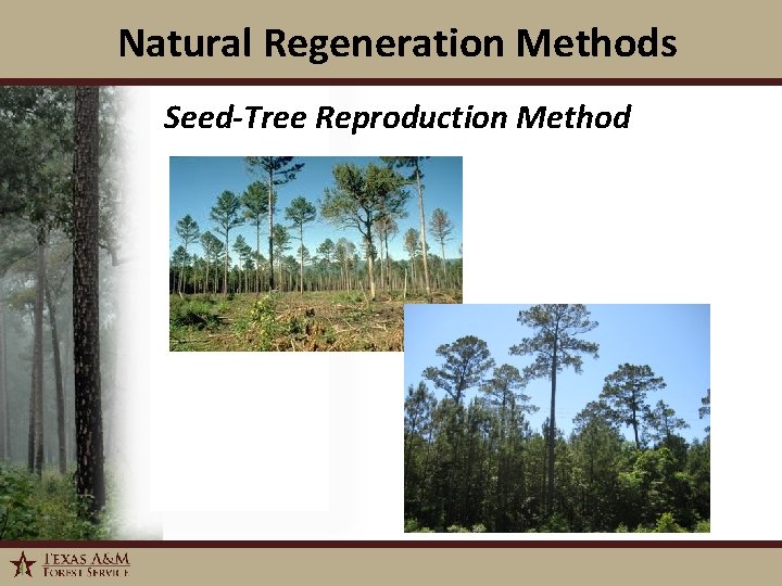 Natural Regeneration Methods Seed-Tree Reproduction Method 1/6/2022 6 