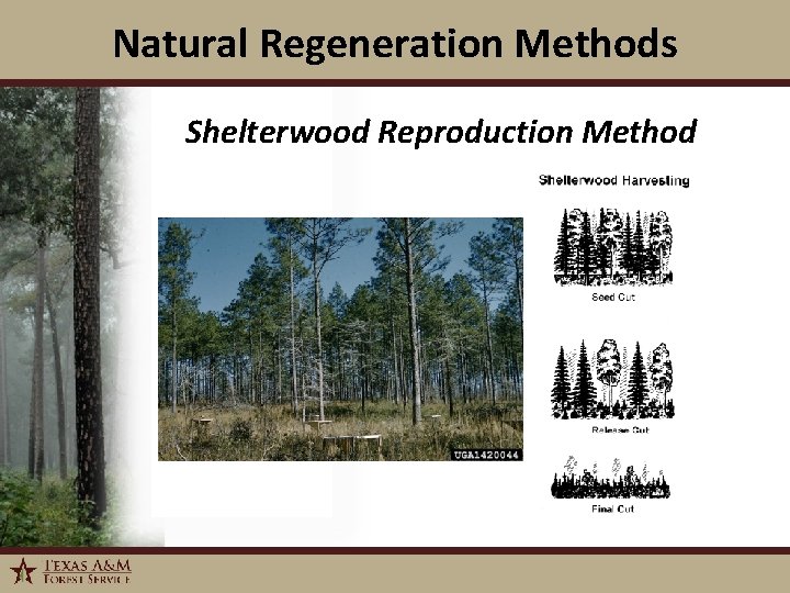 Natural Regeneration Methods Shelterwood Reproduction Method 1/6/2022 7 