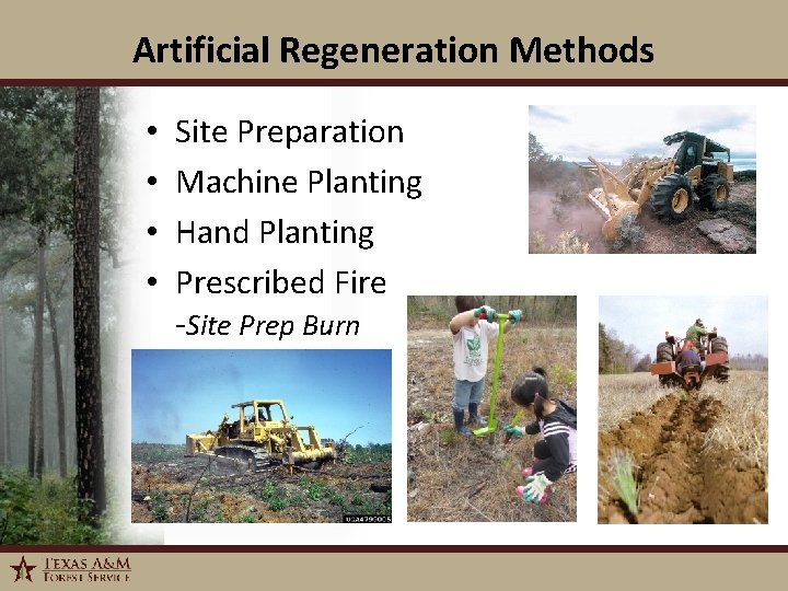 Artificial Regeneration Methods • • 1/6/2022 Site Preparation Machine Planting Hand Planting Prescribed Fire