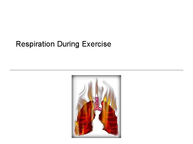 Respiration During Exercise 