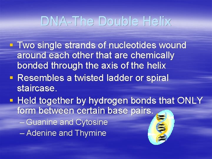 DNA-The Double Helix § Two single strands of nucleotides wound around each other that