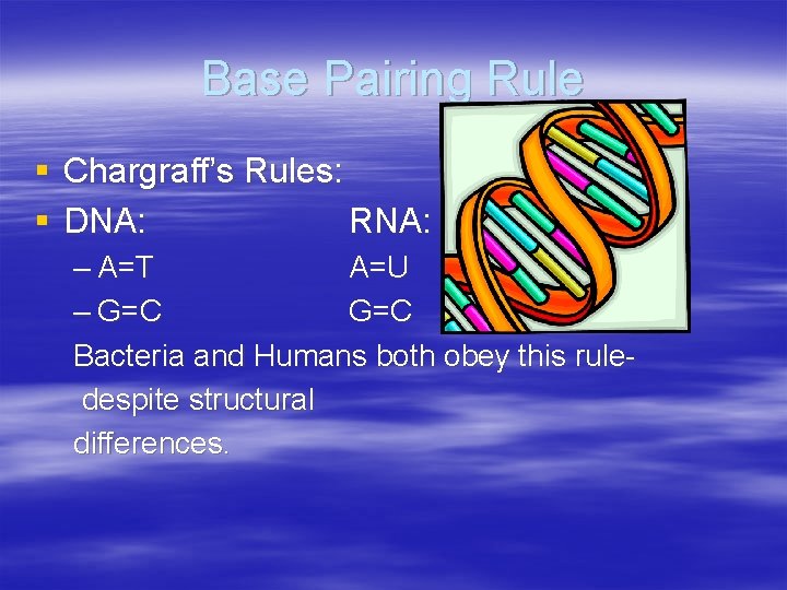 Base Pairing Rule § Chargraff’s Rules: § DNA: RNA: – A=T A=U – G=C