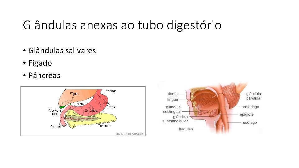 Fisiologia Humana Sistema Digestrio Prof Elaine Lima A