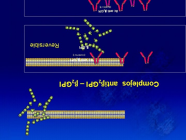 Complejos antiβ 2 GPI – β 2 GPI Ac anti- 2 GPI (dominio I)