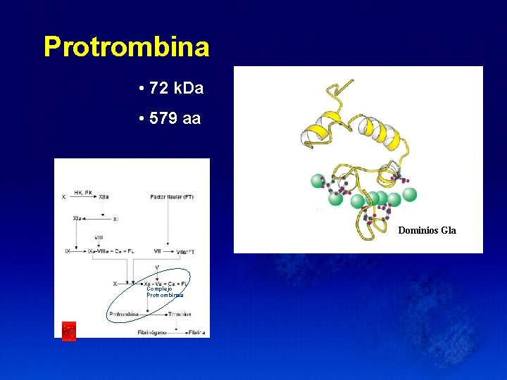 Protrombina • 72 k. Da • 579 aa Dominios Gla Complejo Protrombinaa 