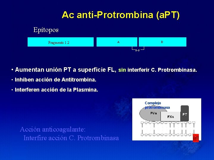 Ac anti-Protrombina (a. PT) Epítopos Fragmento 1. 2 A B s-s • Aumentan unión