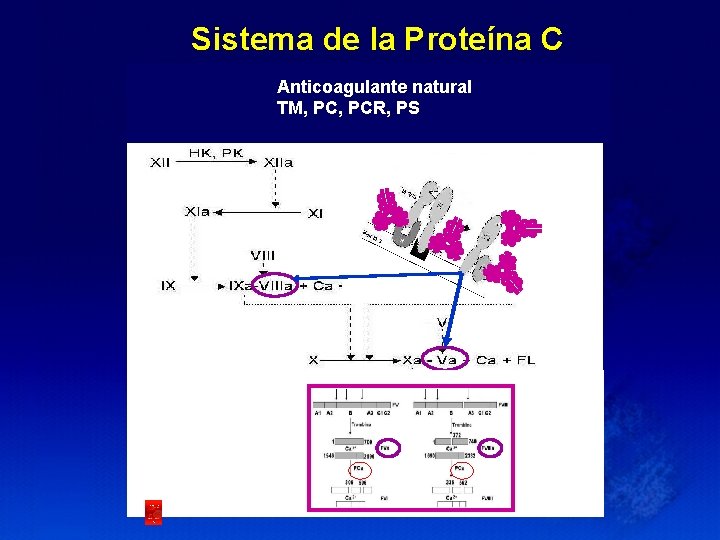 Sistema de la Proteína C Anticoagulante natural TM, PCR, PS 
