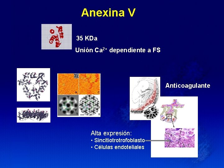 Anexina V 35 KDa Unión Ca 2+ dependiente a FS Anticoagulante Alta expresión: •