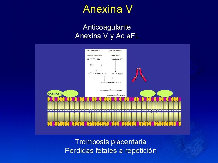 Anexina V Anticoagulante Anexina V y Ac a. FL FS Anexina V Trombosis placentaria