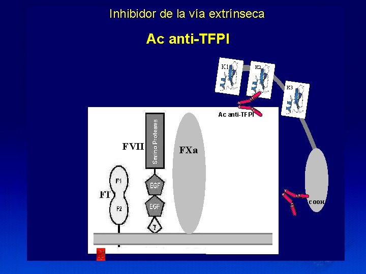 Inhibidor de la vía extrínseca Ac anti-TFPI (Tissue Factor Pathway Inhibitor, TFPI) K 1