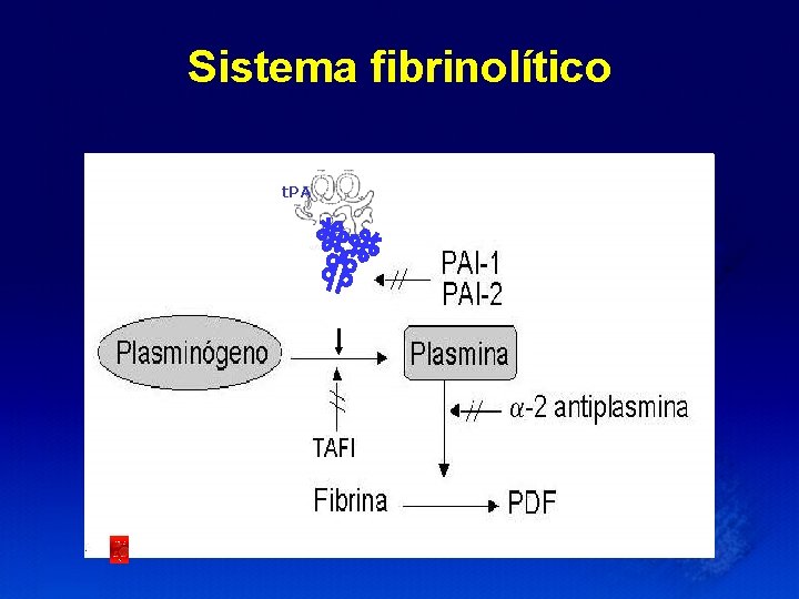 Sistema fibrinolítico t. PA 68 KDa Cels. Endoteliales 