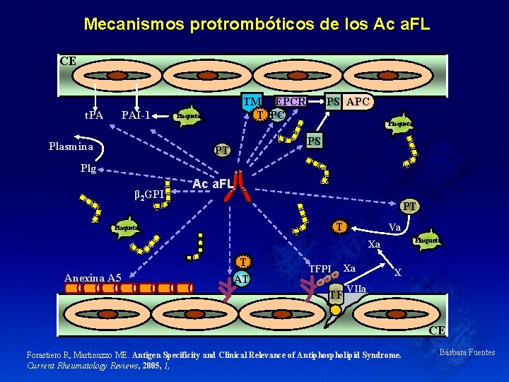 Mecanismos protrombóticos de los Ac a. FL CE t. PA PAI-1 Plasmina TM EPCR