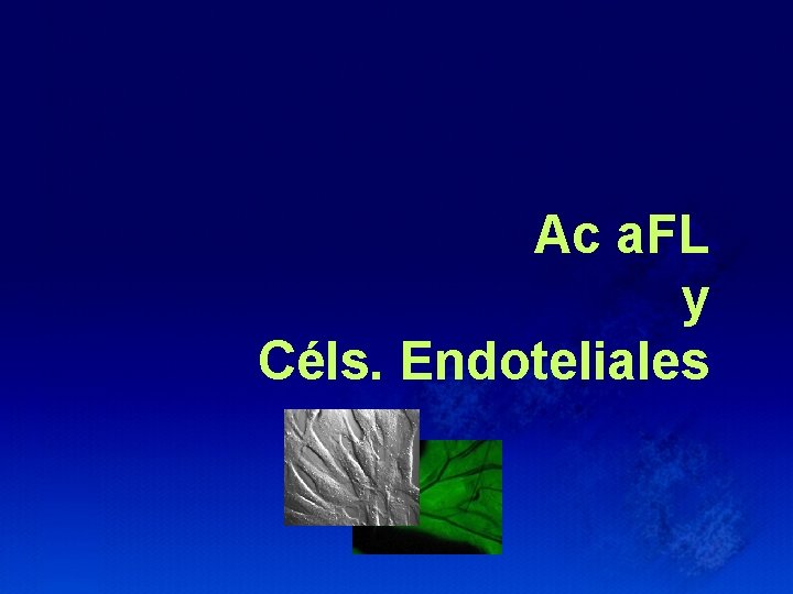 Ac a. FL y Céls. Endoteliales 