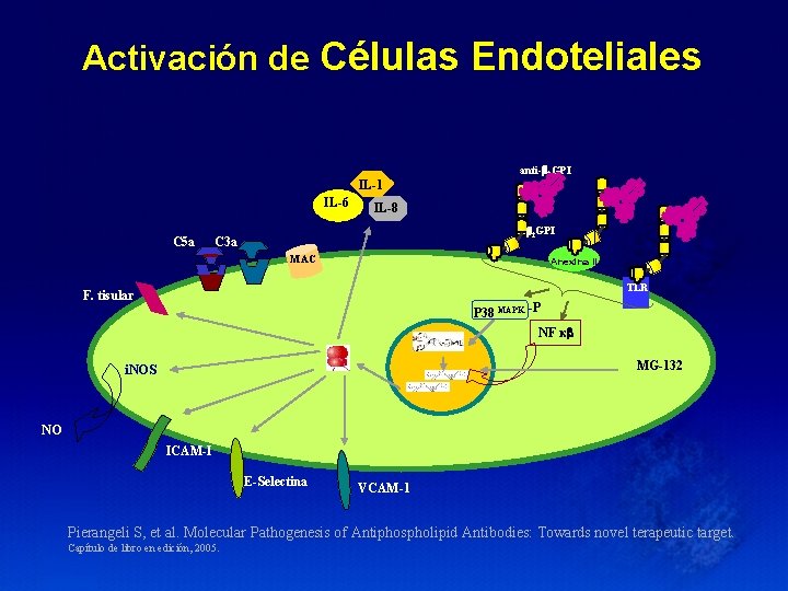 Activación de Células Endoteliales IL-1 IL-6 C 5 a anti- 2 GPI IL-8 2