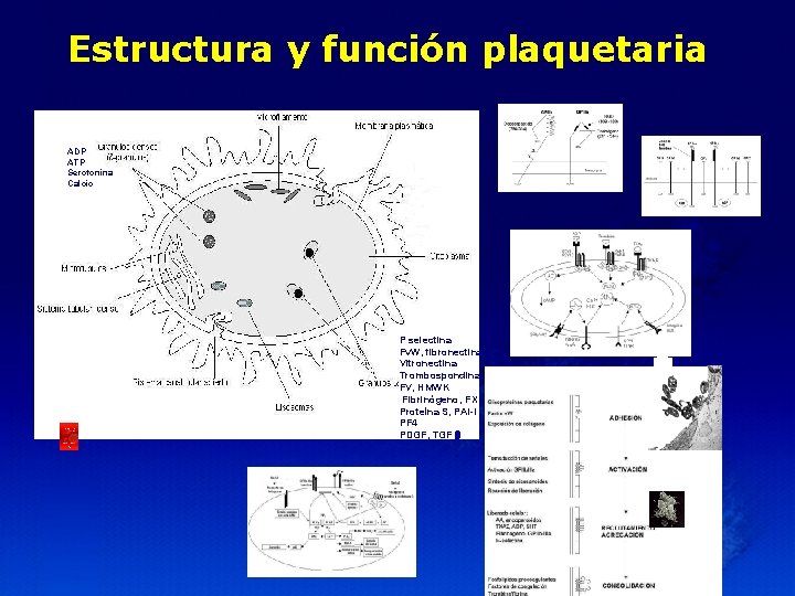 Estructura y función plaquetaria ADP ATP Serotonina Calcio P selectina Fv. W, fibronectina Vitronectina