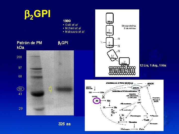  2 GPI 1990 • Galli et al • Mc. Neil et al •