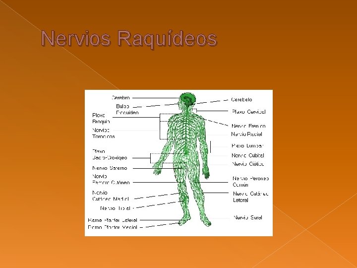 Nervios Raquídeos Nervios Raquídeos