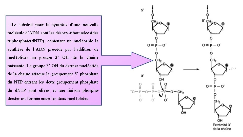 - Le substrat pour la synthèse d’une nouvelle molécule d’ADN sont les désoxy-ribonucleosides triphosphate(d.
