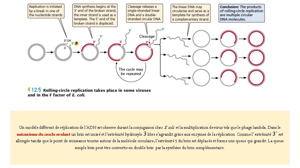 Un modèle diffèrent de réplication de l’ADN est observe durant la conjugaison chez E.