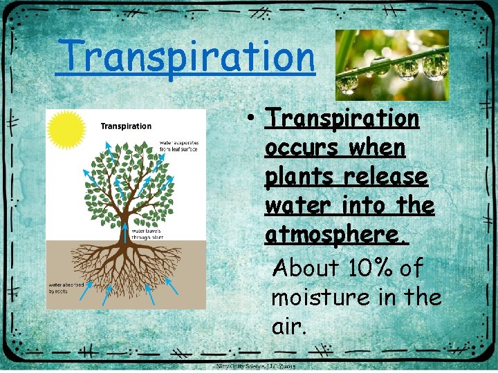 Transpiration • Transpiration occurs when plants release water into the atmosphere. About 10% of