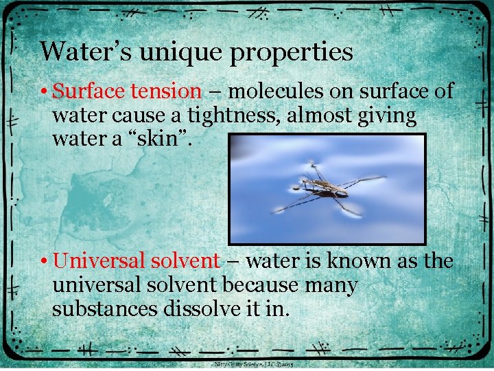 Water’s unique properties • Surface tension – molecules on surface of water cause a