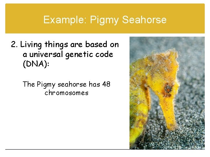 Example: Pigmy Seahorse 2. Living things are based on a universal genetic code (DNA):