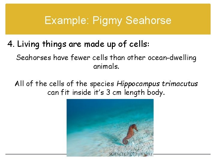 Example: Pigmy Seahorse 4. Living things are made up of cells: Seahorses have fewer