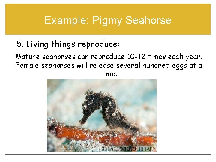 Example: Pigmy Seahorse 5. Living things reproduce: Mature seahorses can reproduce 10 -12 times