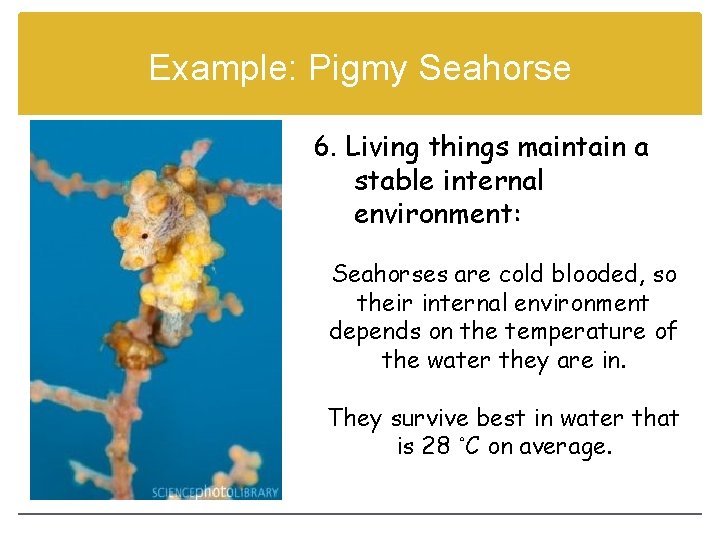 Example: Pigmy Seahorse 6. Living things maintain a stable internal environment: Seahorses are cold