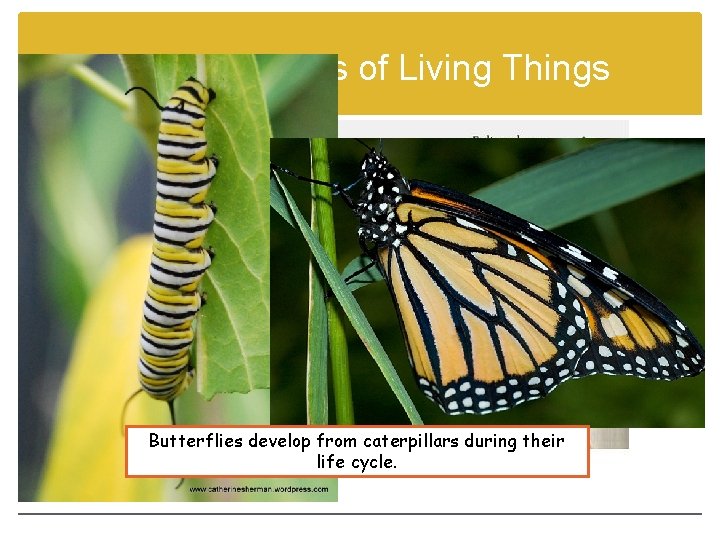 Characteristics of Living Things 1. Living things grow and develop. Every organism develops at