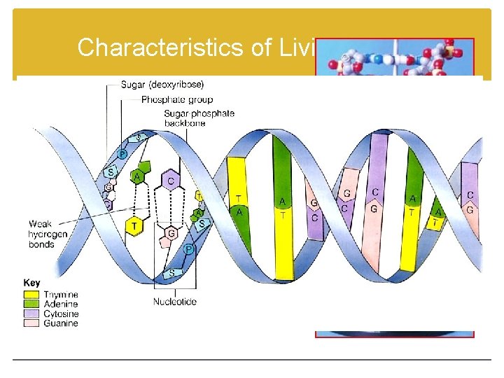 Characteristics of Living Things 2. Living things are based on a universal genetic code.