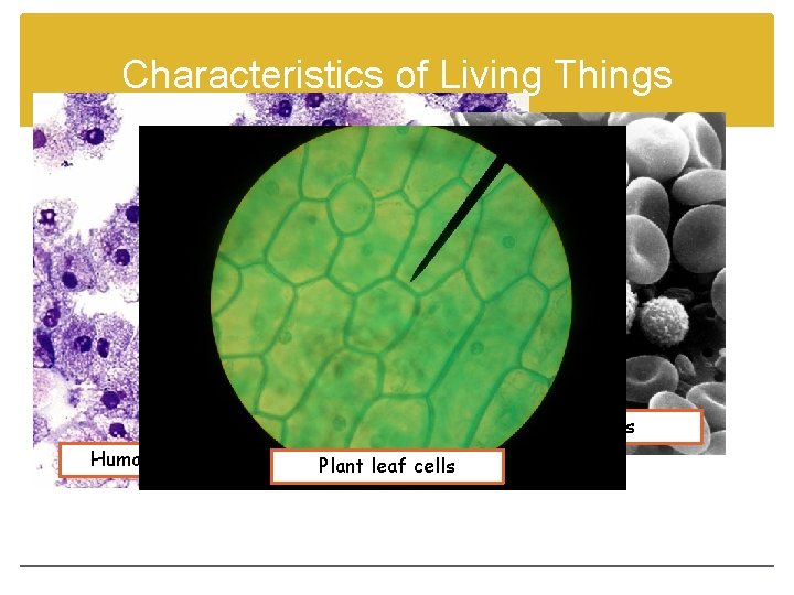 Characteristics of Living Things 4. Living things are made up of cells. Organisms are