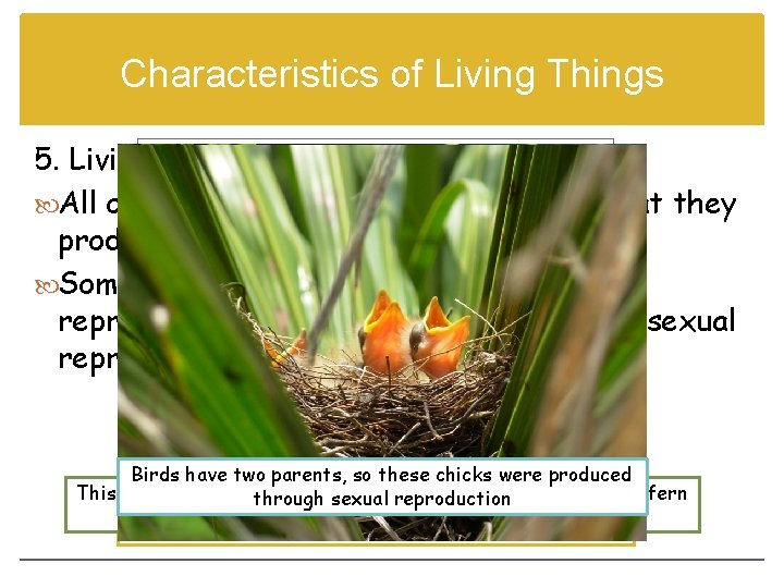 Characteristics of Living Things 5. Living things reproduce. All organisms reproduce, which means that