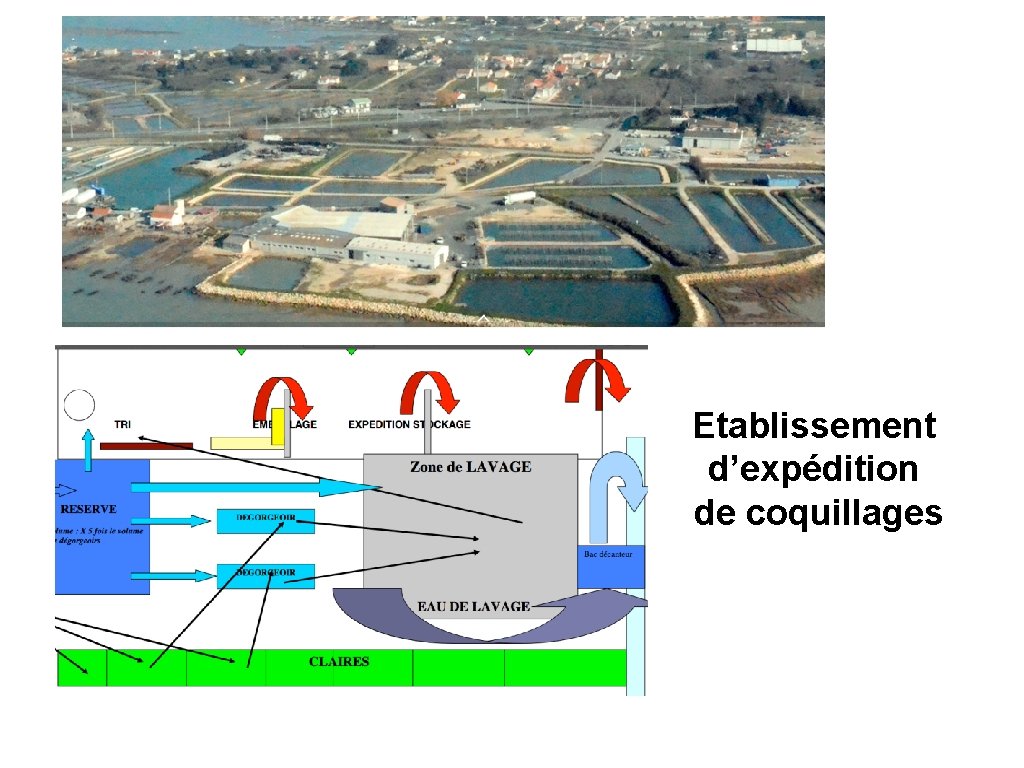 Etablissement d’expédition de coquillages 