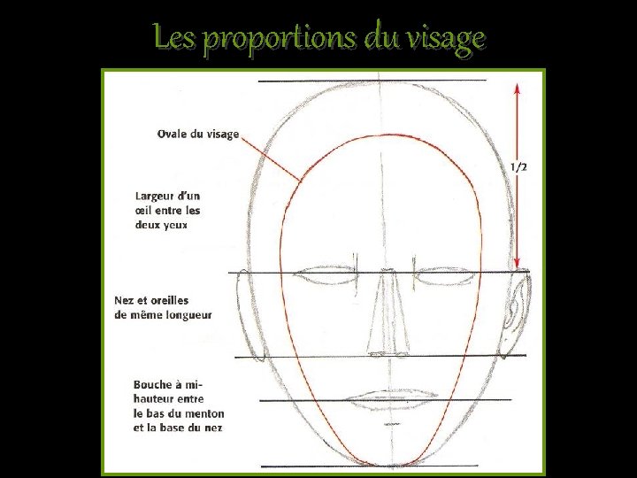 Les proportions du visage 