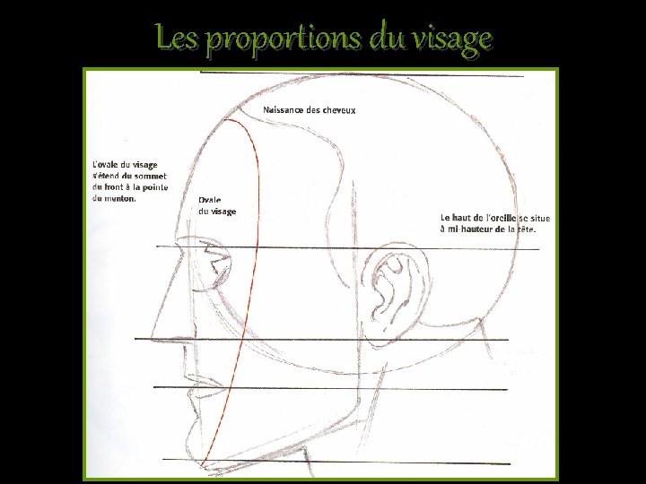 Les proportions du visage 