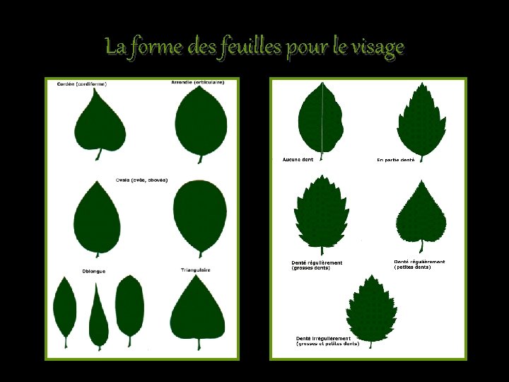 La forme des feuilles pour le visage 