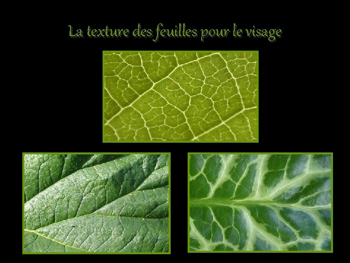 La texture des feuilles pour le visage 