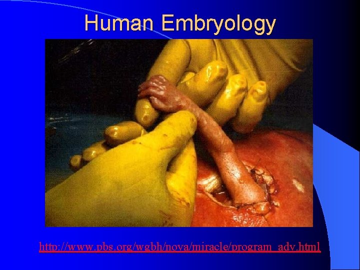 Human Embryology http: //www. pbs. org/wgbh/nova/miracle/program_adv. html 