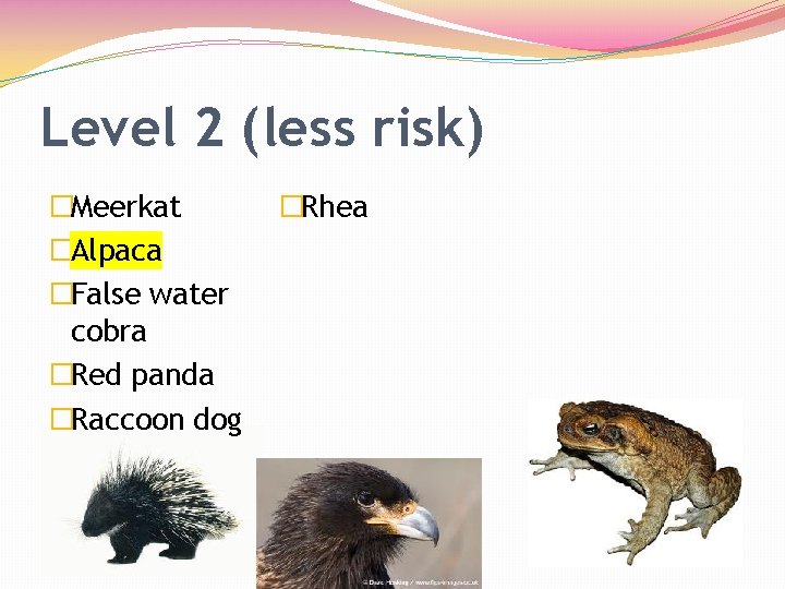 Level 2 (less risk) �Meerkat �Alpaca �False water cobra �Red panda �Raccoon dog �Rhea