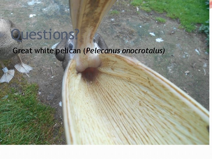 Questions? Great white pelican (Pelecanus onocrotalus) 