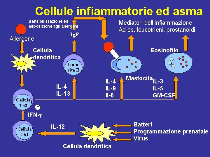 Cellule infiammatorie ed asma Sensibilizzazione ed esposizione agli allergeni Mediatori dell’infiammazione Ad es. leucotrieni,