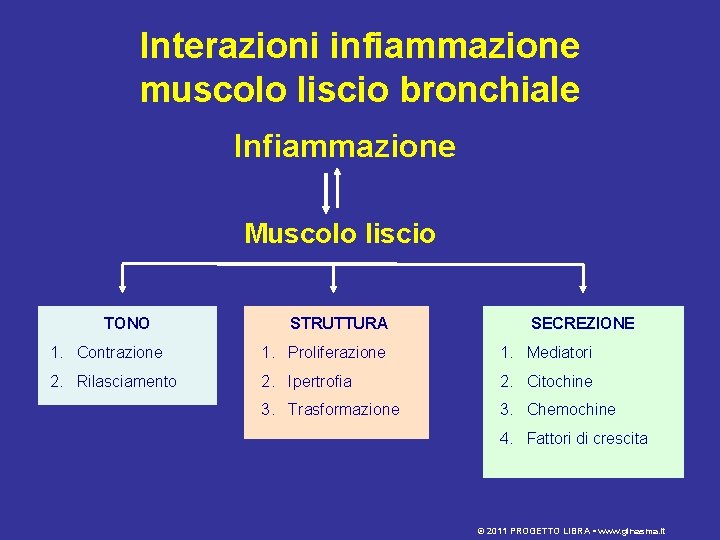 Interazioni infiammazione muscolo liscio bronchiale Infiammazione Muscolo liscio TONO STRUTTURA SECREZIONE 1. Contrazione 1.