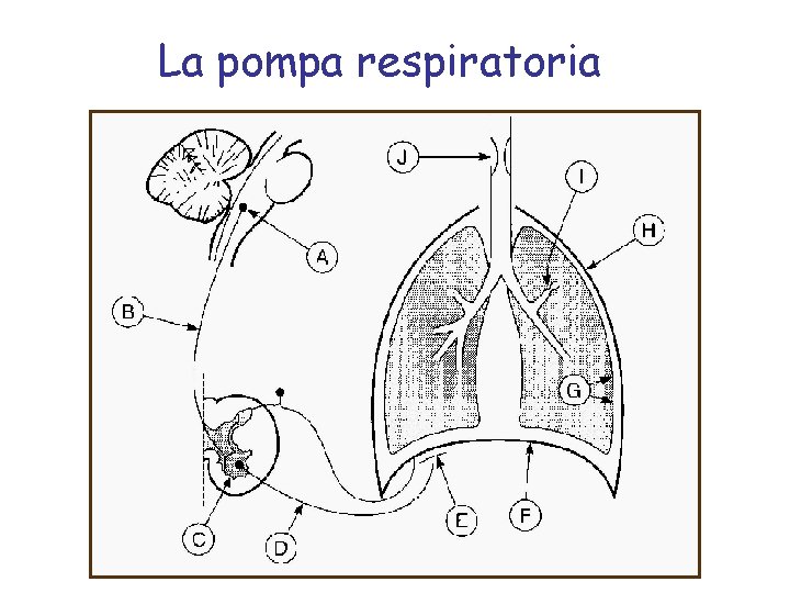La pompa respiratoria 