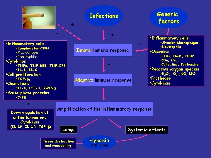 Genetic factors Infections + - • Inflammatory cells • Lymphocytes CD 8+ • Macrophages