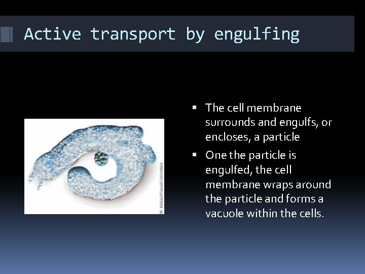 Active transport by engulfing The cell membrane surrounds and engulfs, or encloses, a particle