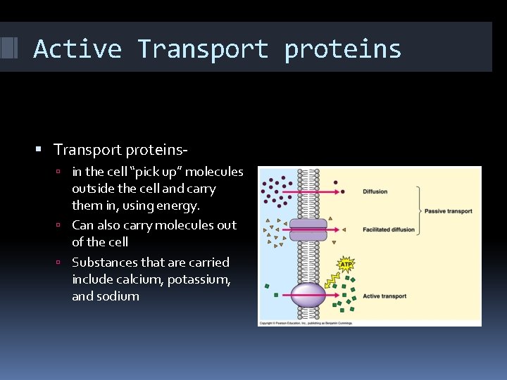 Active Transport proteins in the cell “pick up” molecules outside the cell and carry