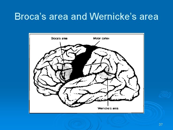 Broca’s area and Wernicke’s area 37 