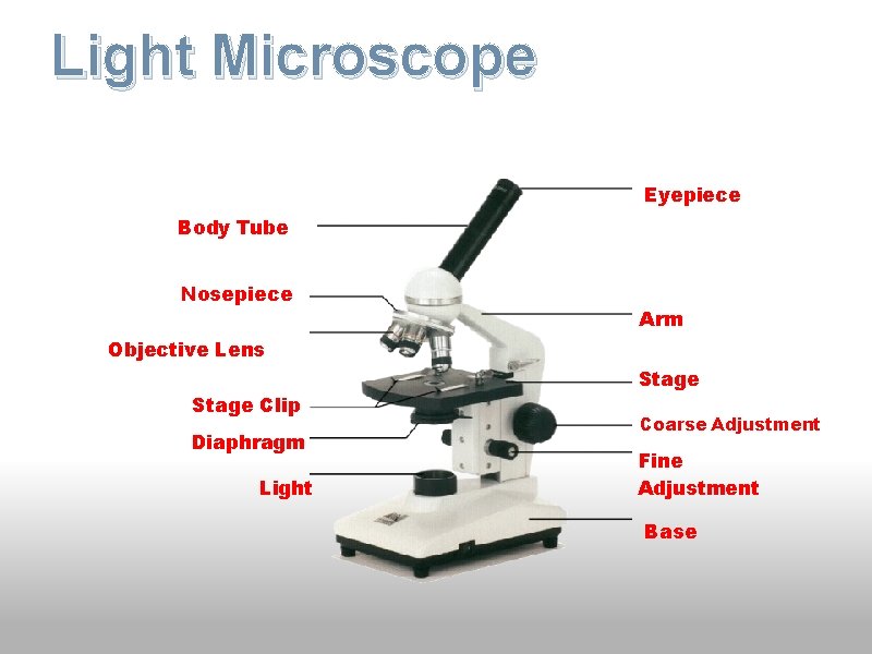 Light Microscope Eyepiece Body Tube Nosepiece Arm Objective Lens Stage Clip Diaphragm Light Stage