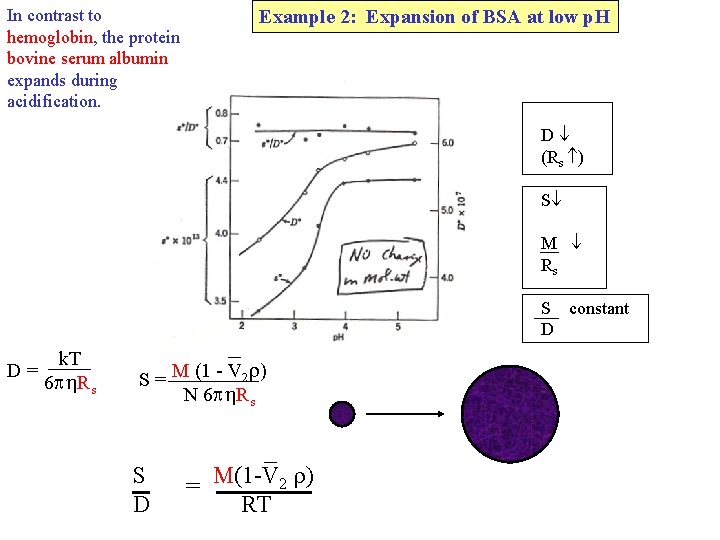 In contrast to hemoglobin, the protein bovine serum albumin expands during acidification. Example 2: In contrast to hemoglobin, the protein bovine serum albumin expands during acidification. Example 2: